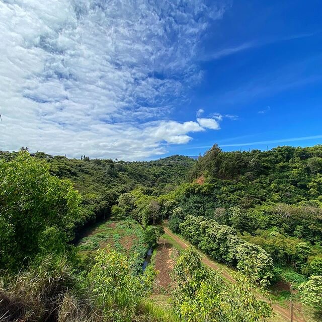 Things are coming along on @themalikoproject an agroforestry system based on the Polynesian voyaging plants that helped to create this soil biome here in Hawaii 
And what we should see growing in all the fields .... perhaps take a little lesson in et