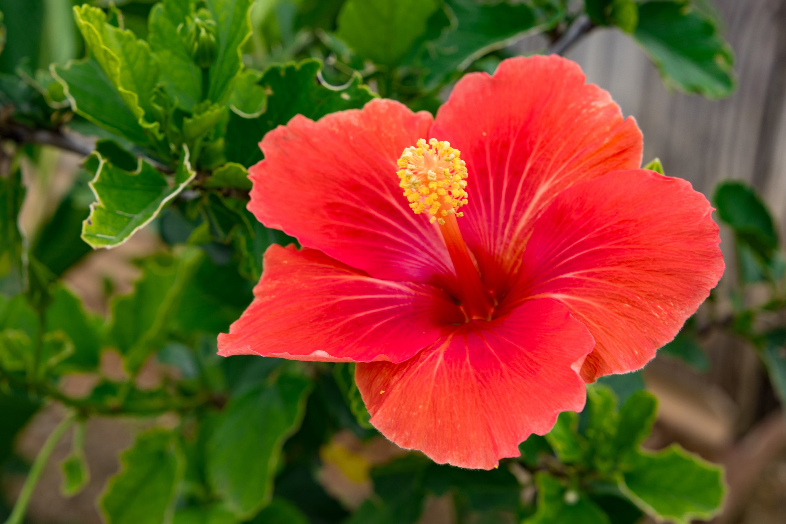 Hibiscus Bloom