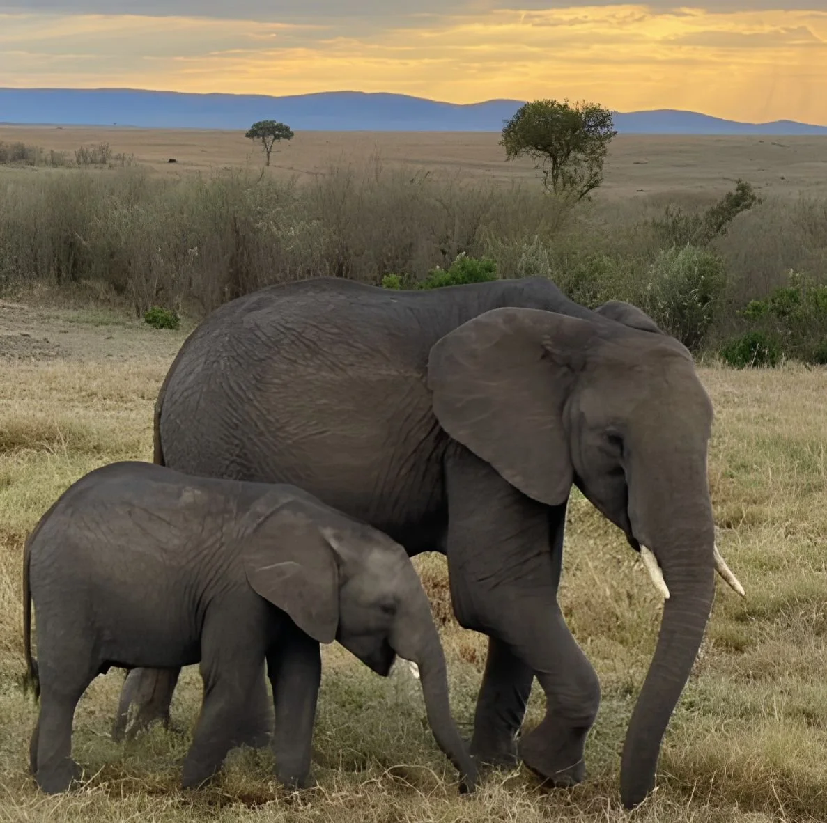 Elephants in the Reserve