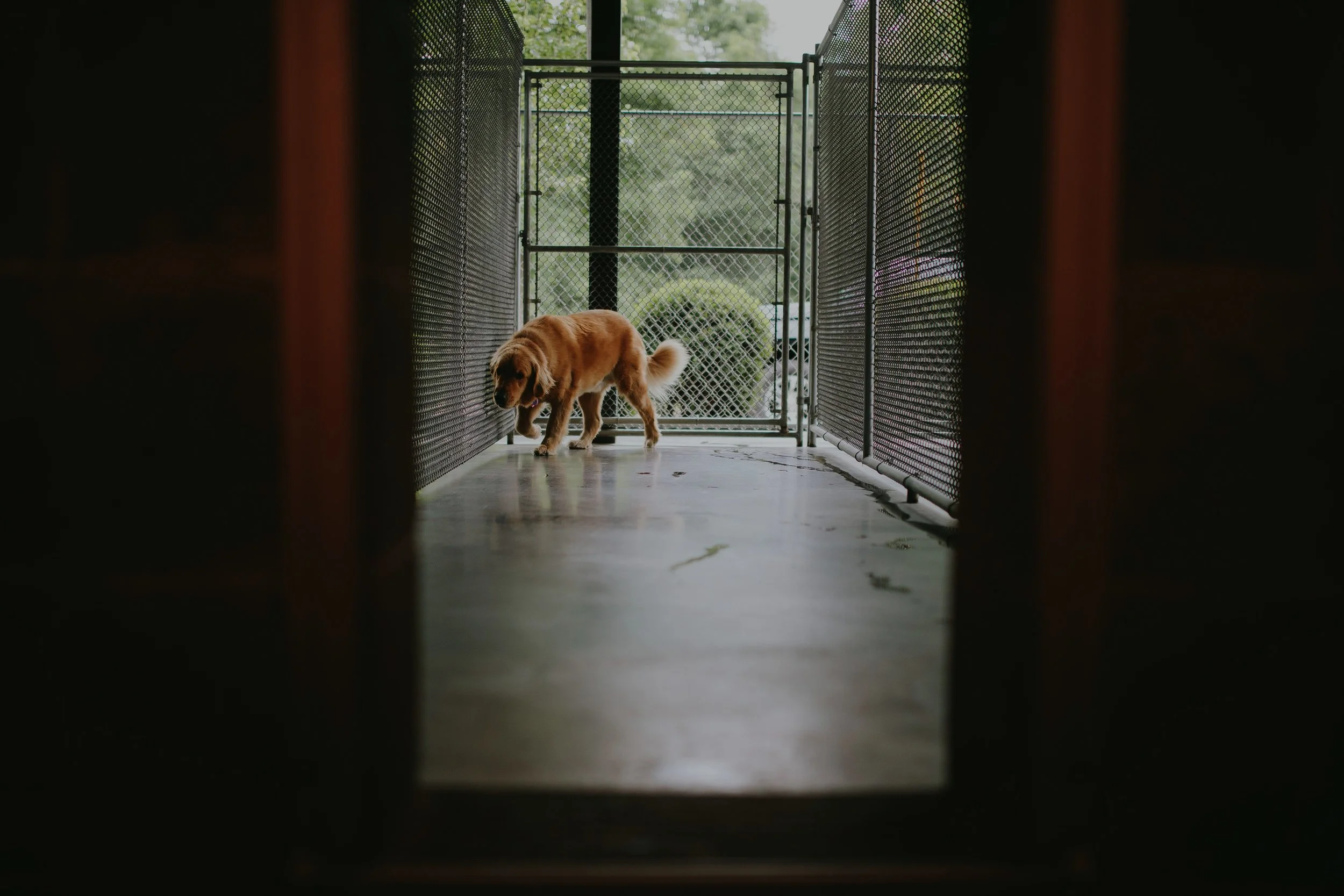 Private Indoor/Outdoor Dog Runs