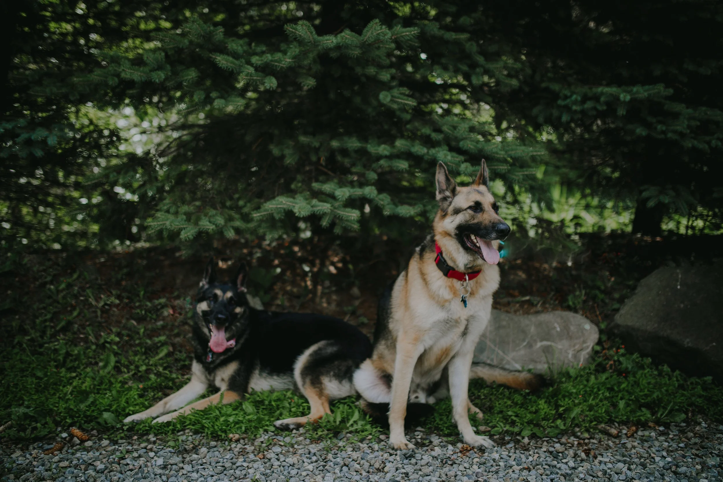 Dog Delivery + Pickup