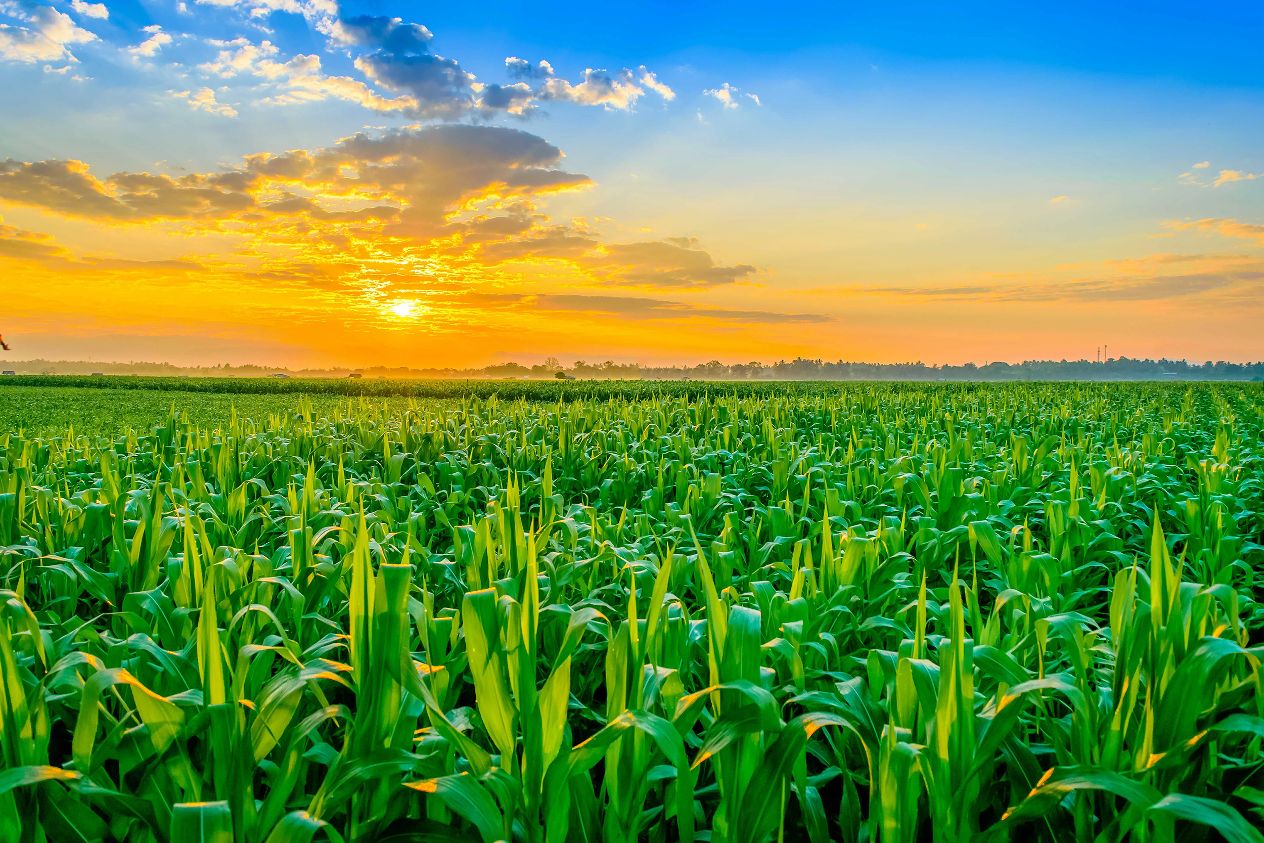 NCC website Home cornfield v2.png