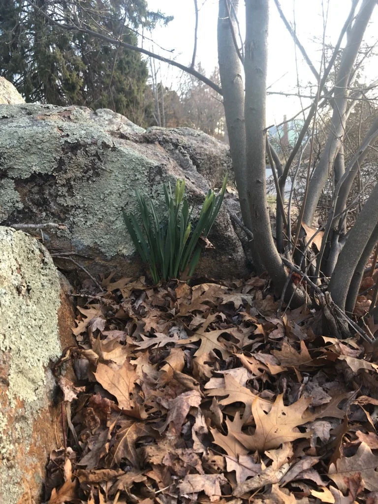 Crocuses.jpg
