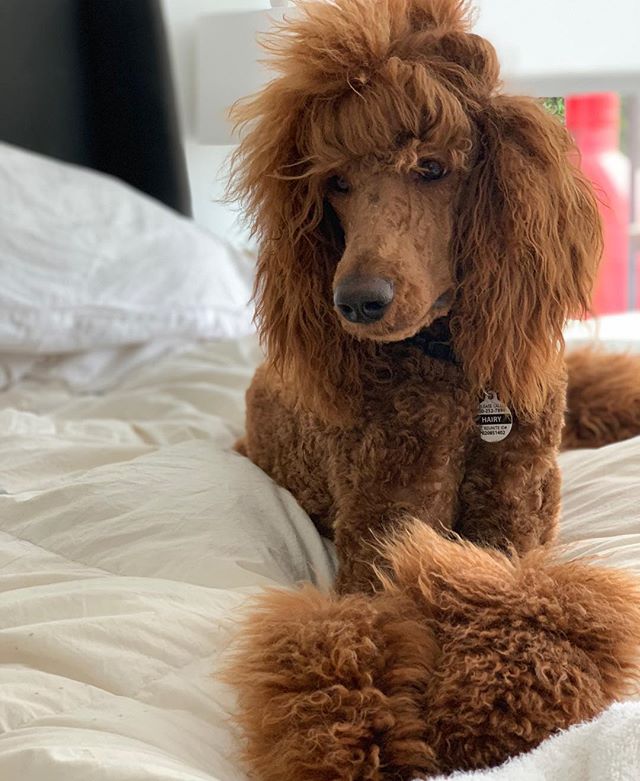 This counts as a hair post right? @hairyisapoodle styled by #timandtabcolab cut by @randgpetspa he runs the house. We just get to hang out with him. Best #standardpoodlesofinstagram ever. #redstandardpoodle