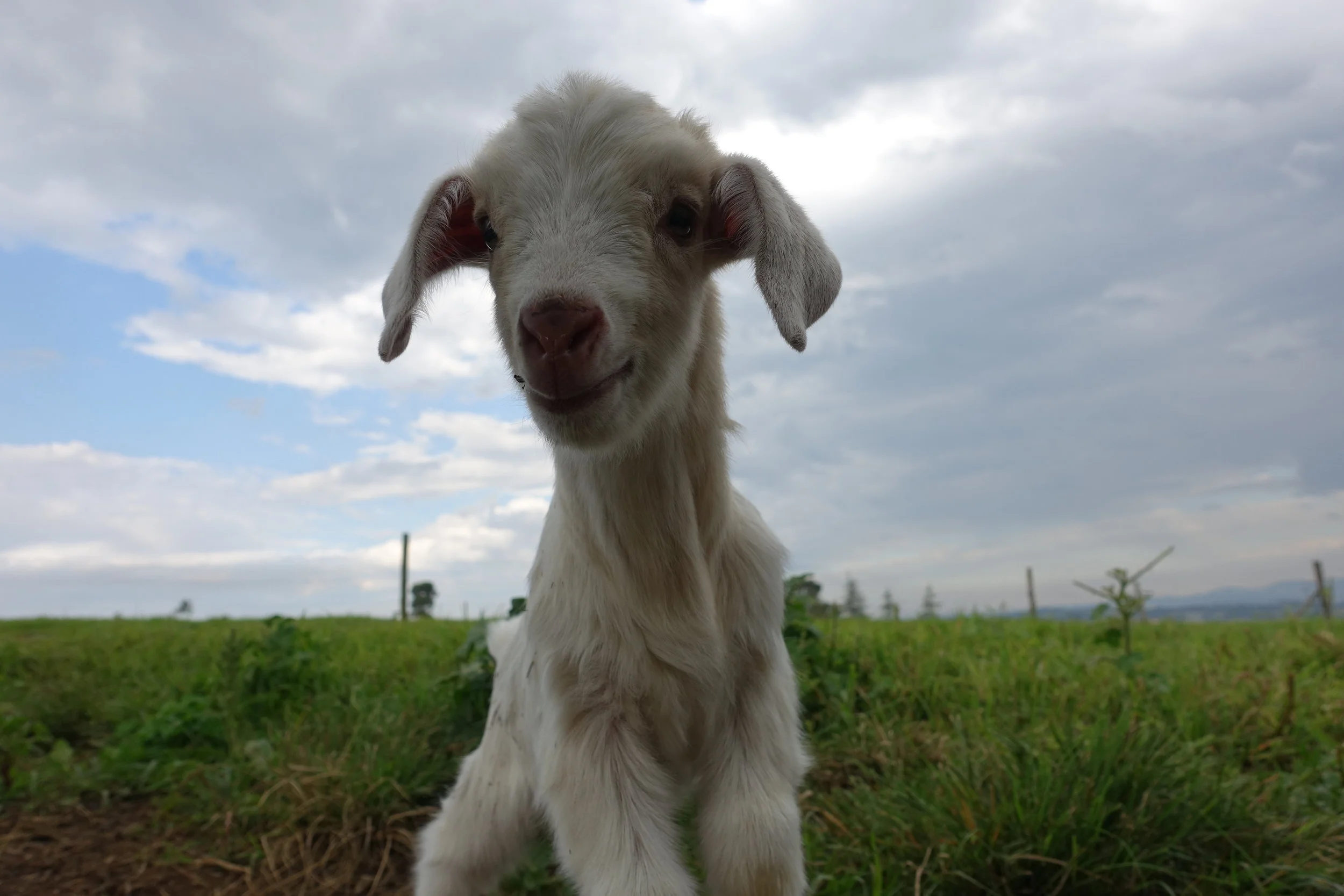 So fluffy!