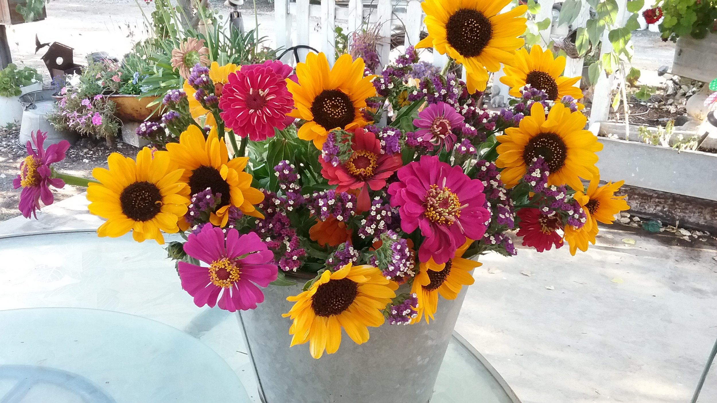 sf zinnias in bucket.jpg