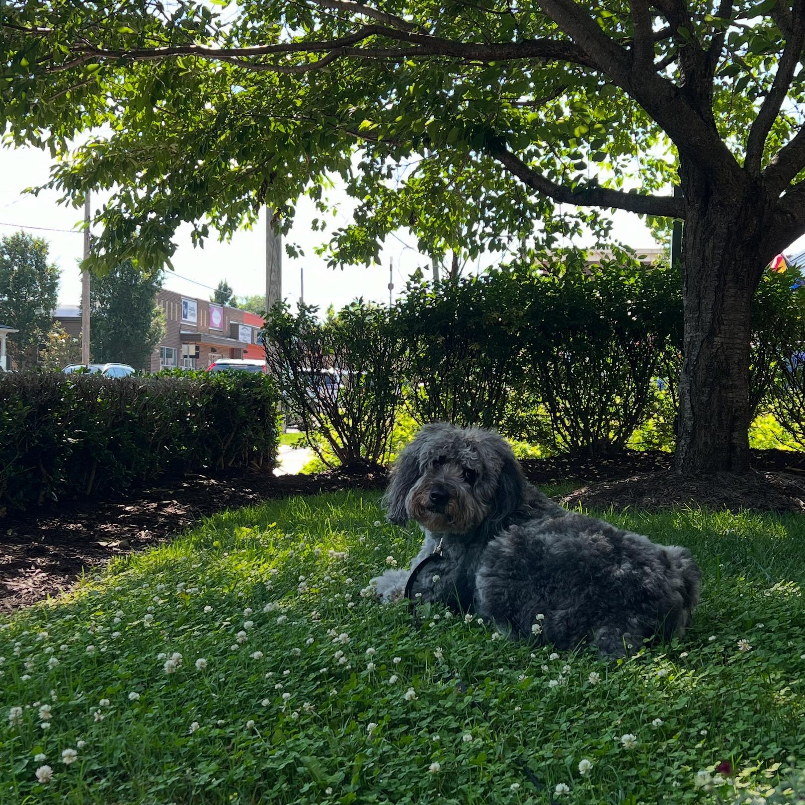 Apologies in advance to anyone in 5 Points who gets barked at by a muppet this summer.