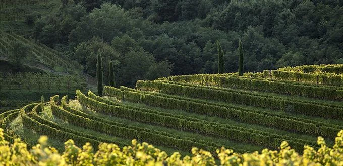 gravner1.jpg