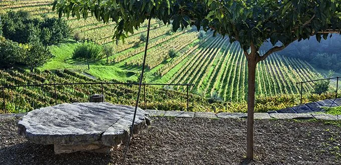 gravner.jpg