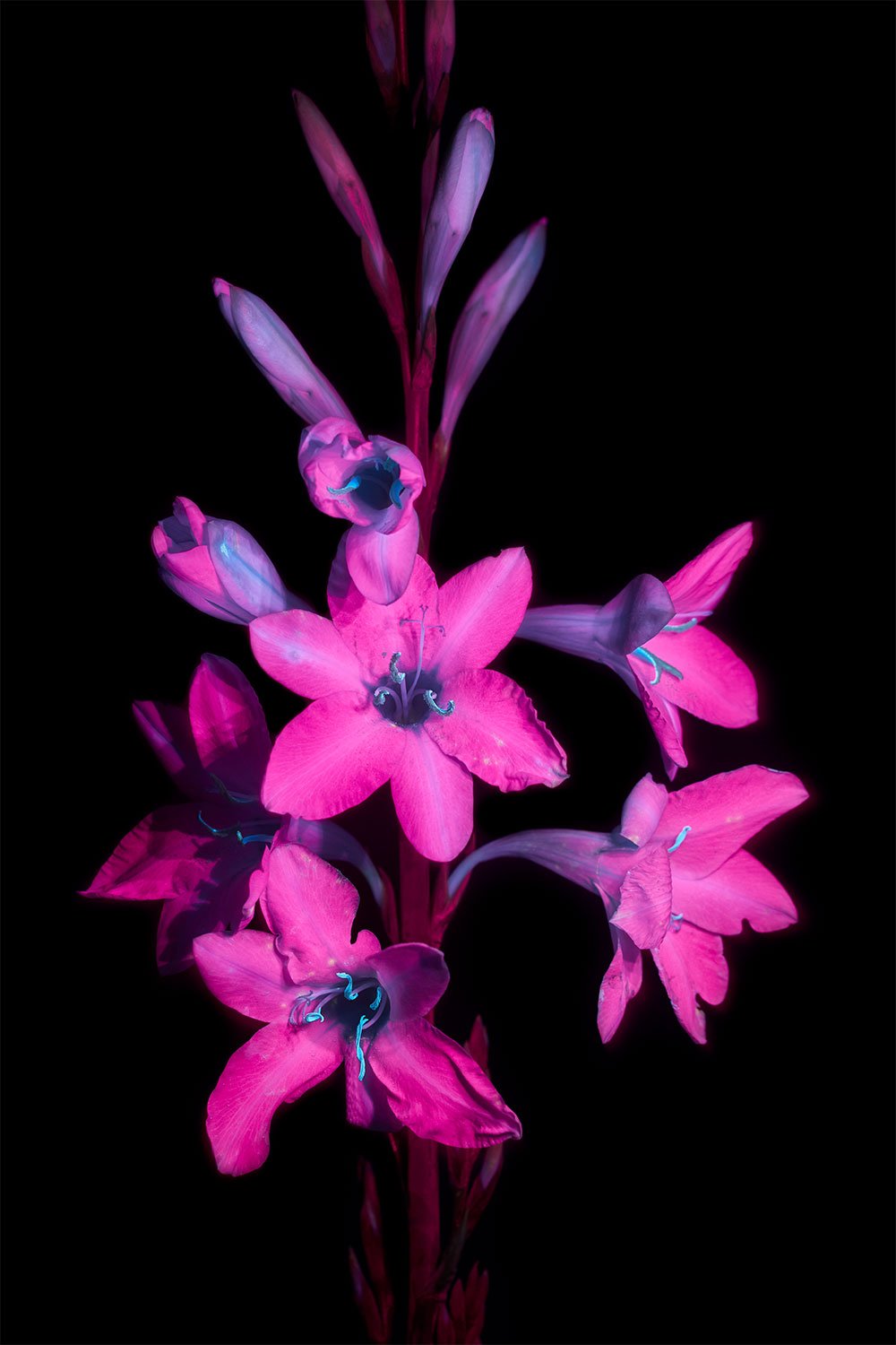 Watsonia