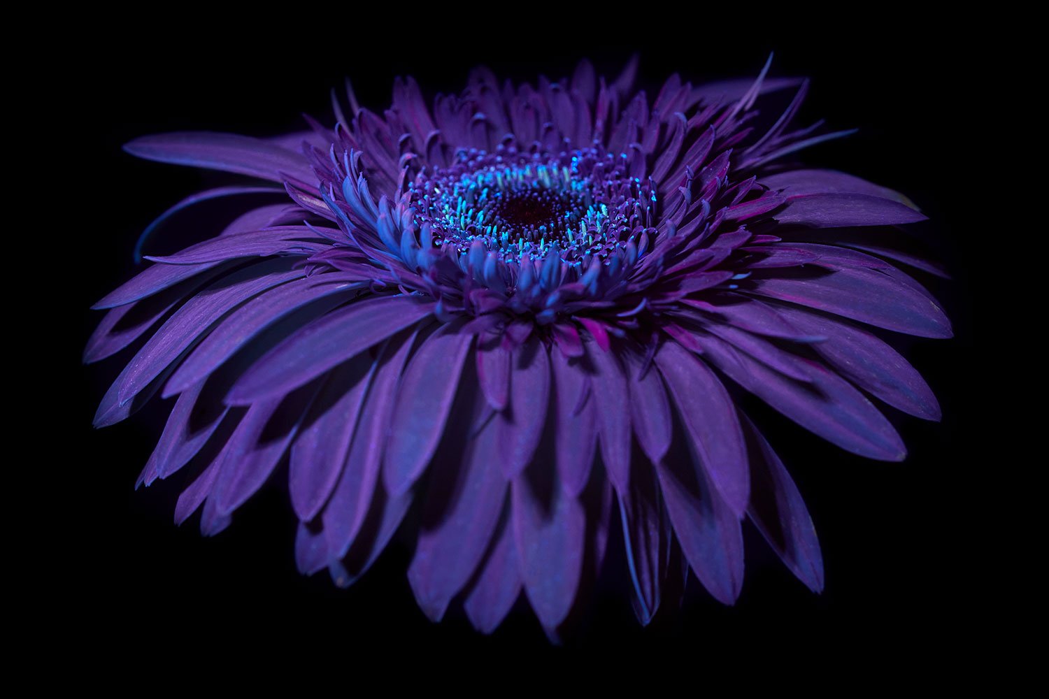 White gerbera