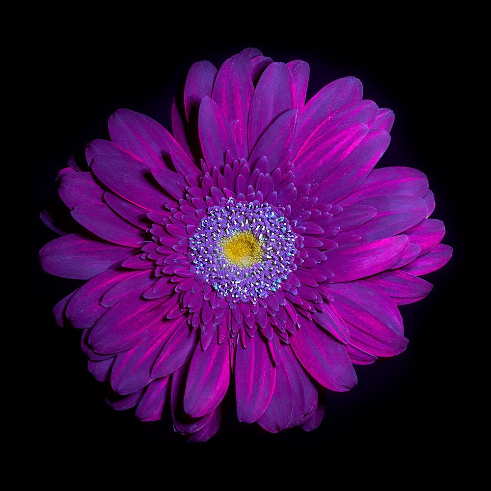 Transvaal daisy