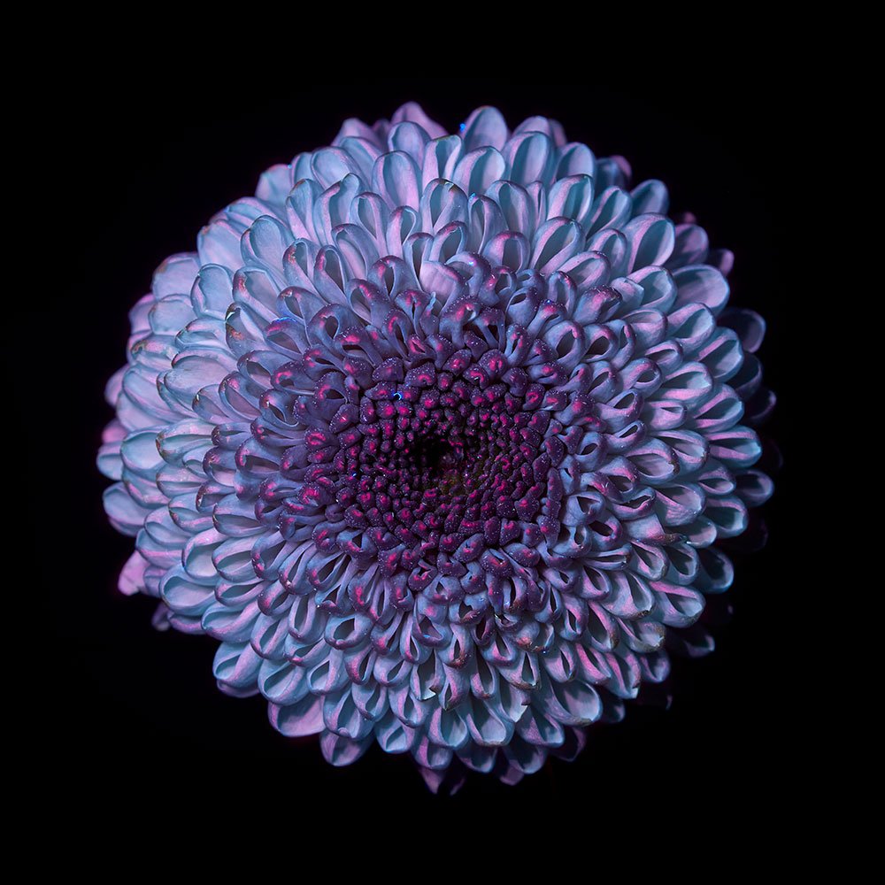 Dahlia