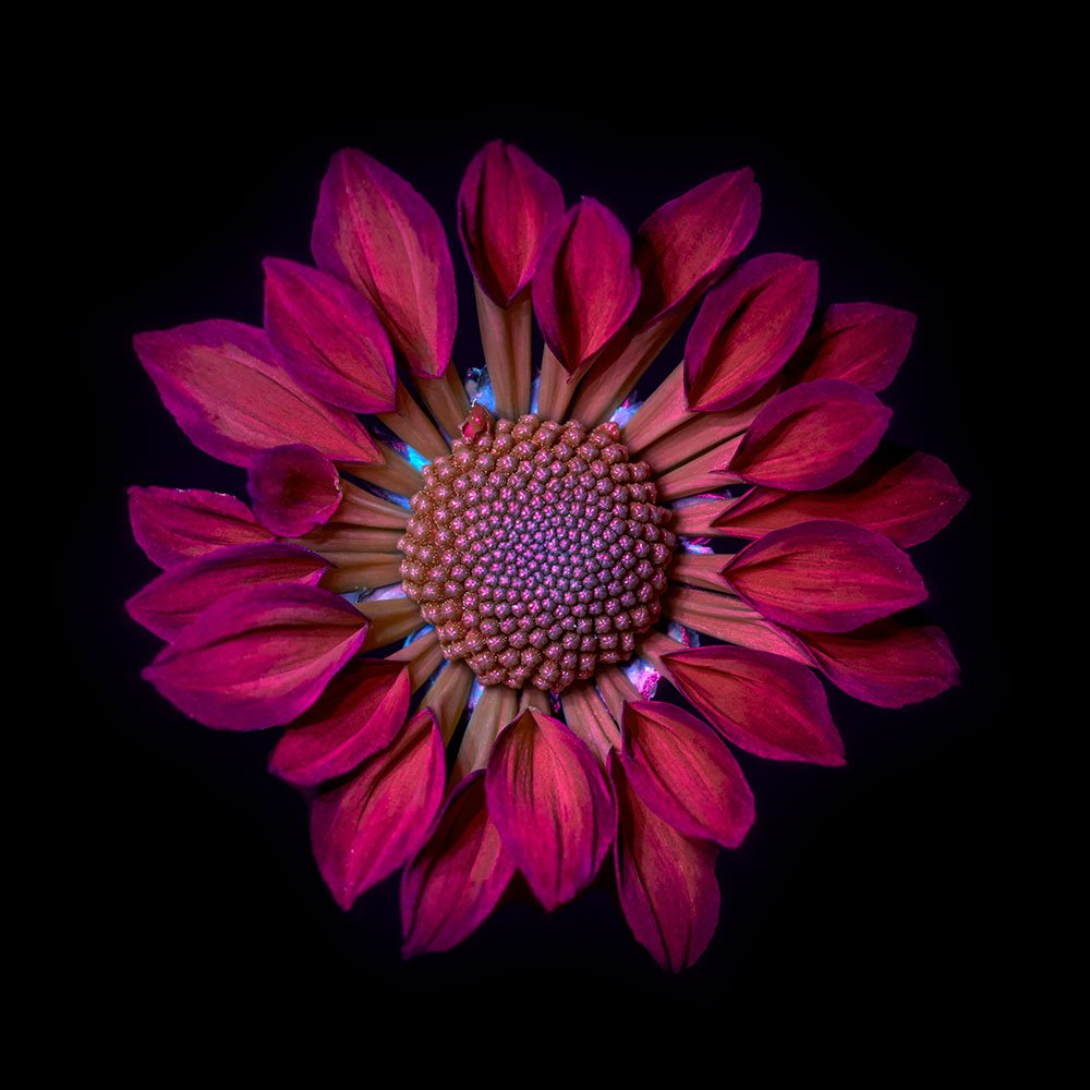 Dahlia