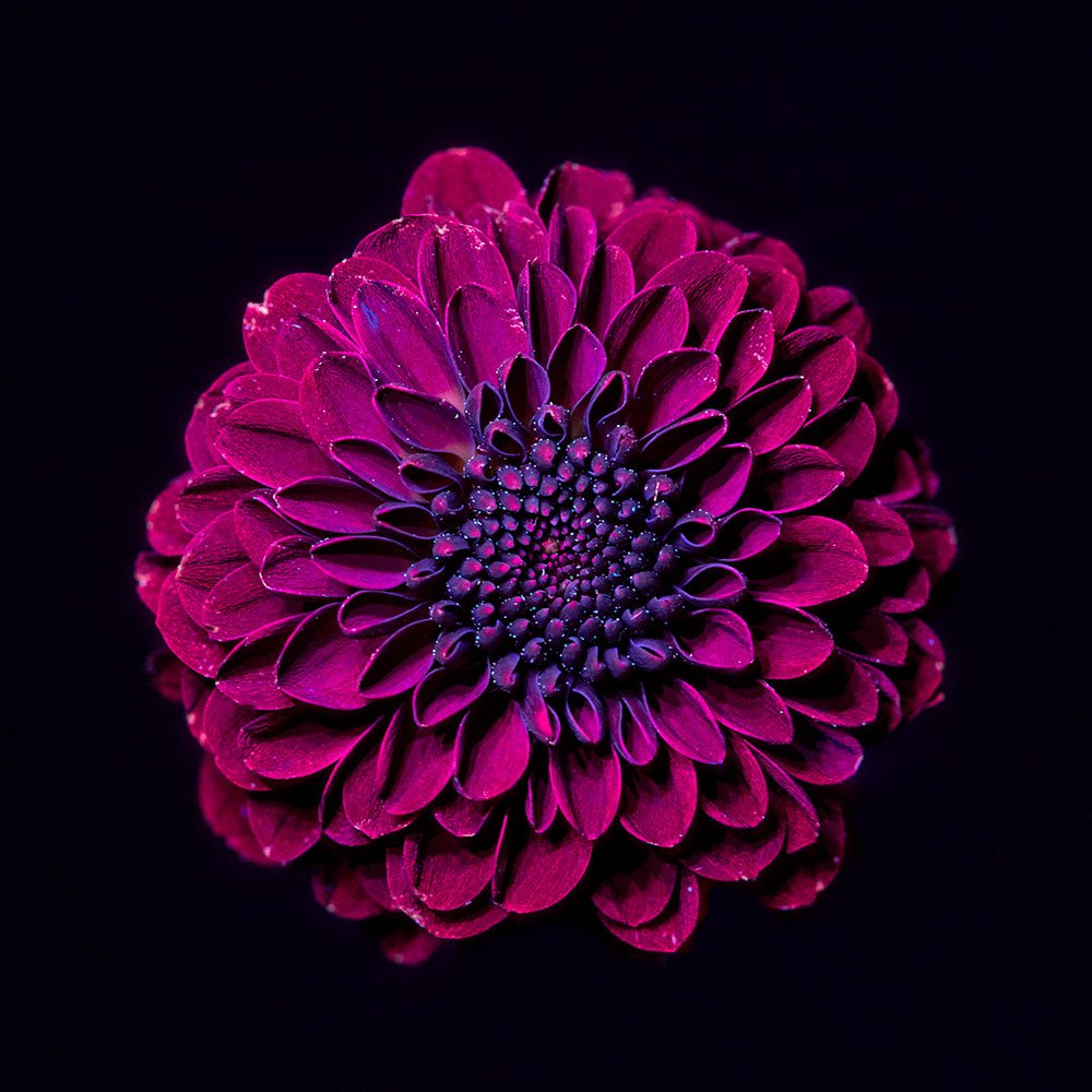 Dahlia