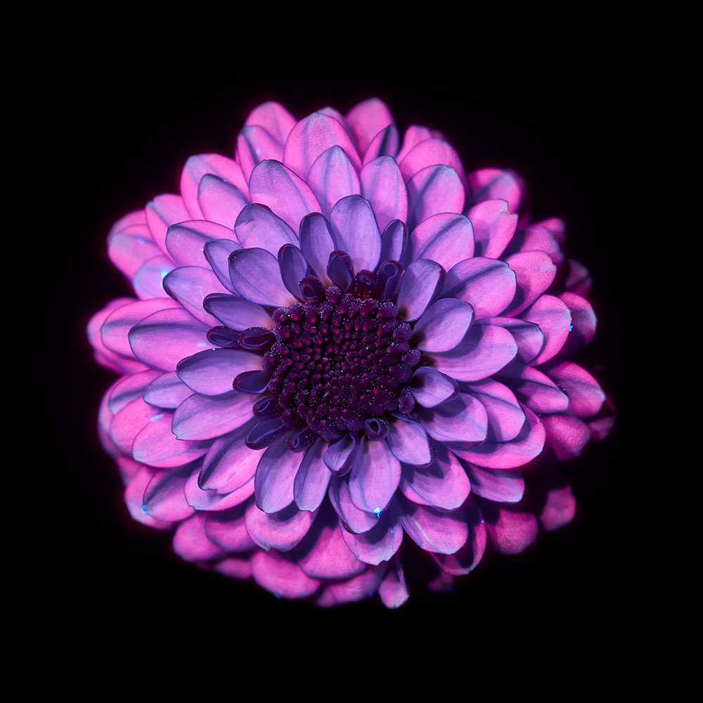 Dahlia