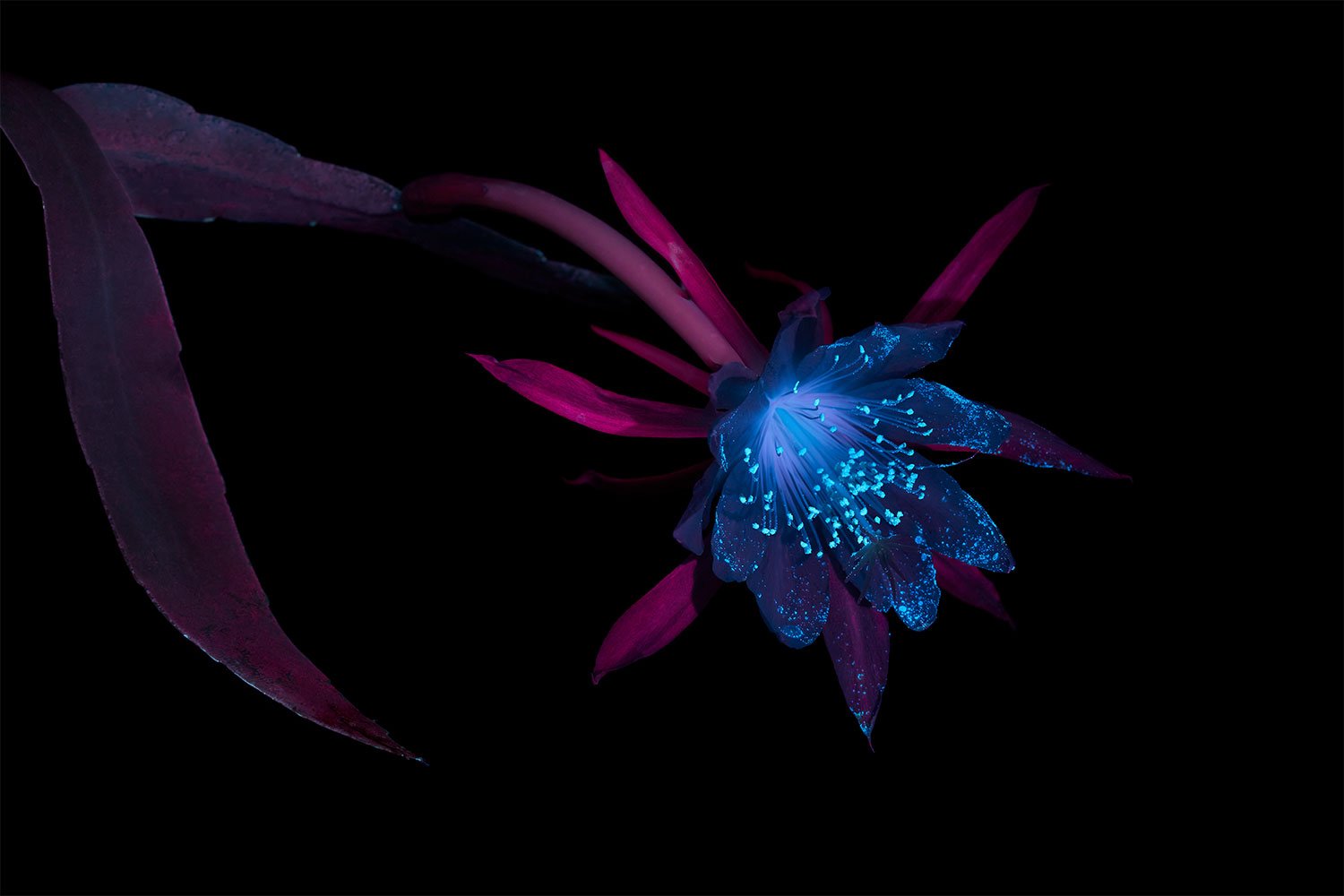 Queen of the night (Epiphyllum oxypetalum)