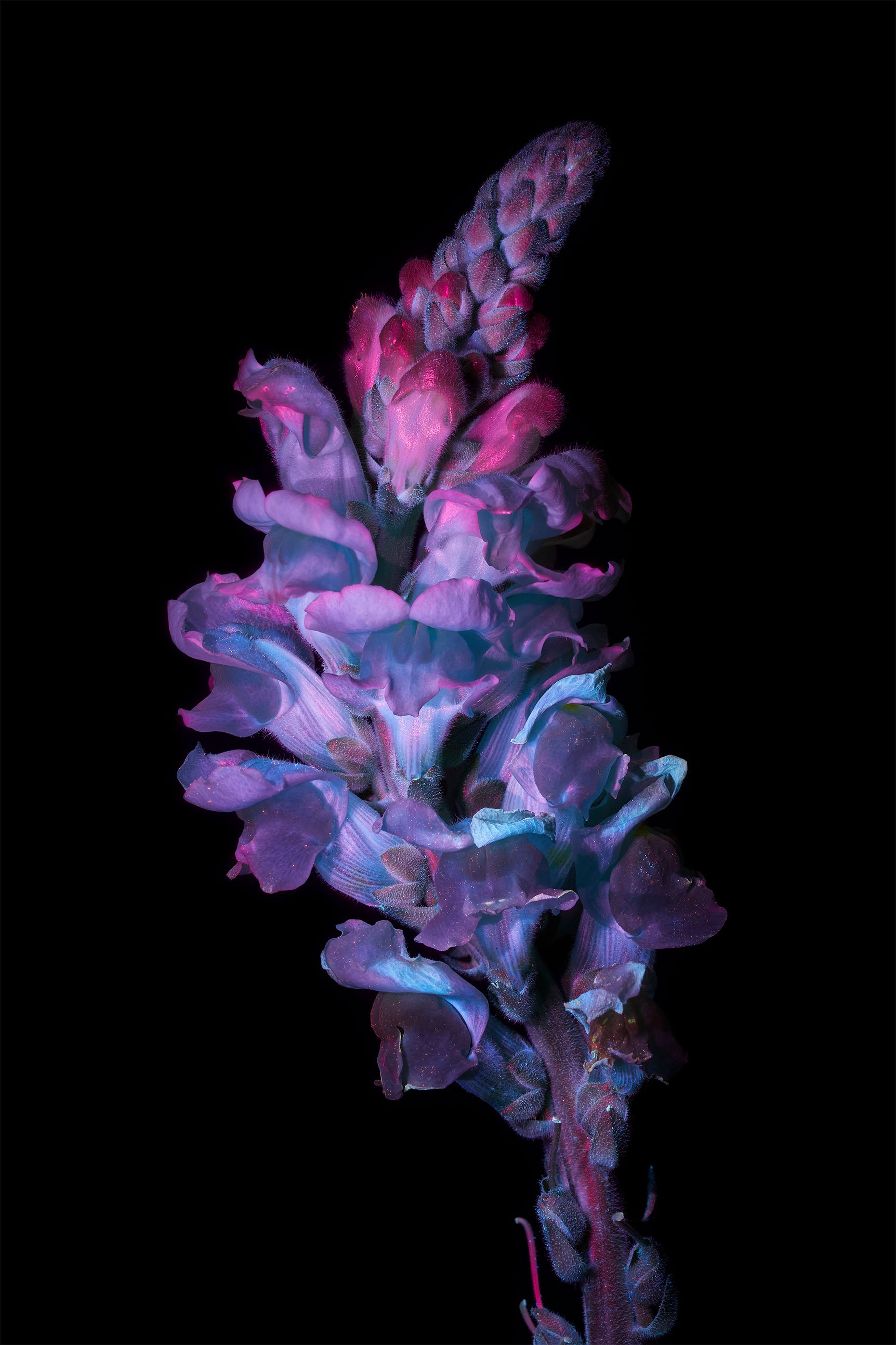 Purple snapdragon (Antirrhinum)