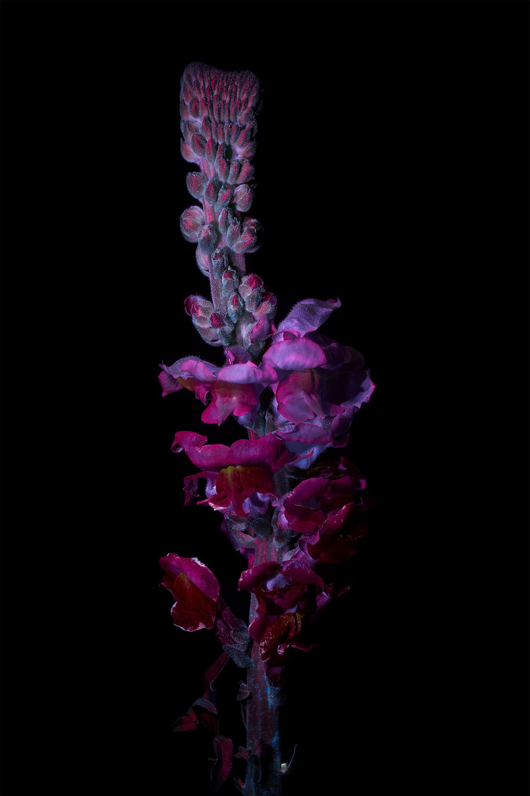 Red and purple snapdragon (Antirrhinum)