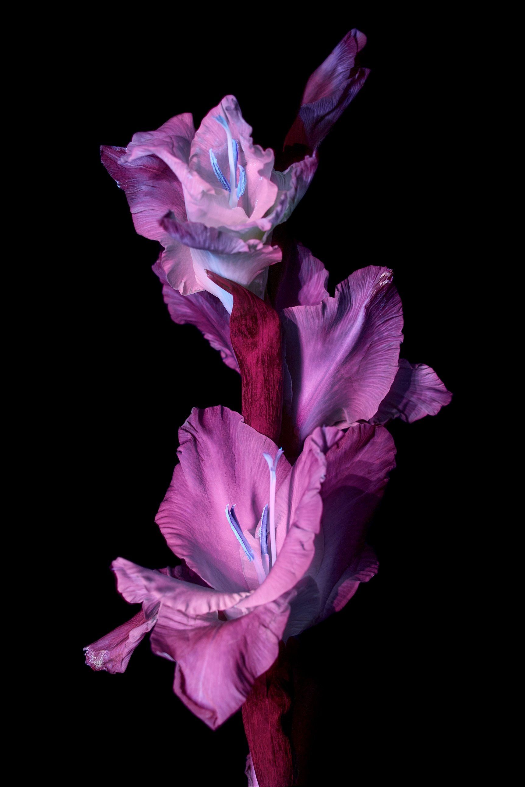 Gladiolus