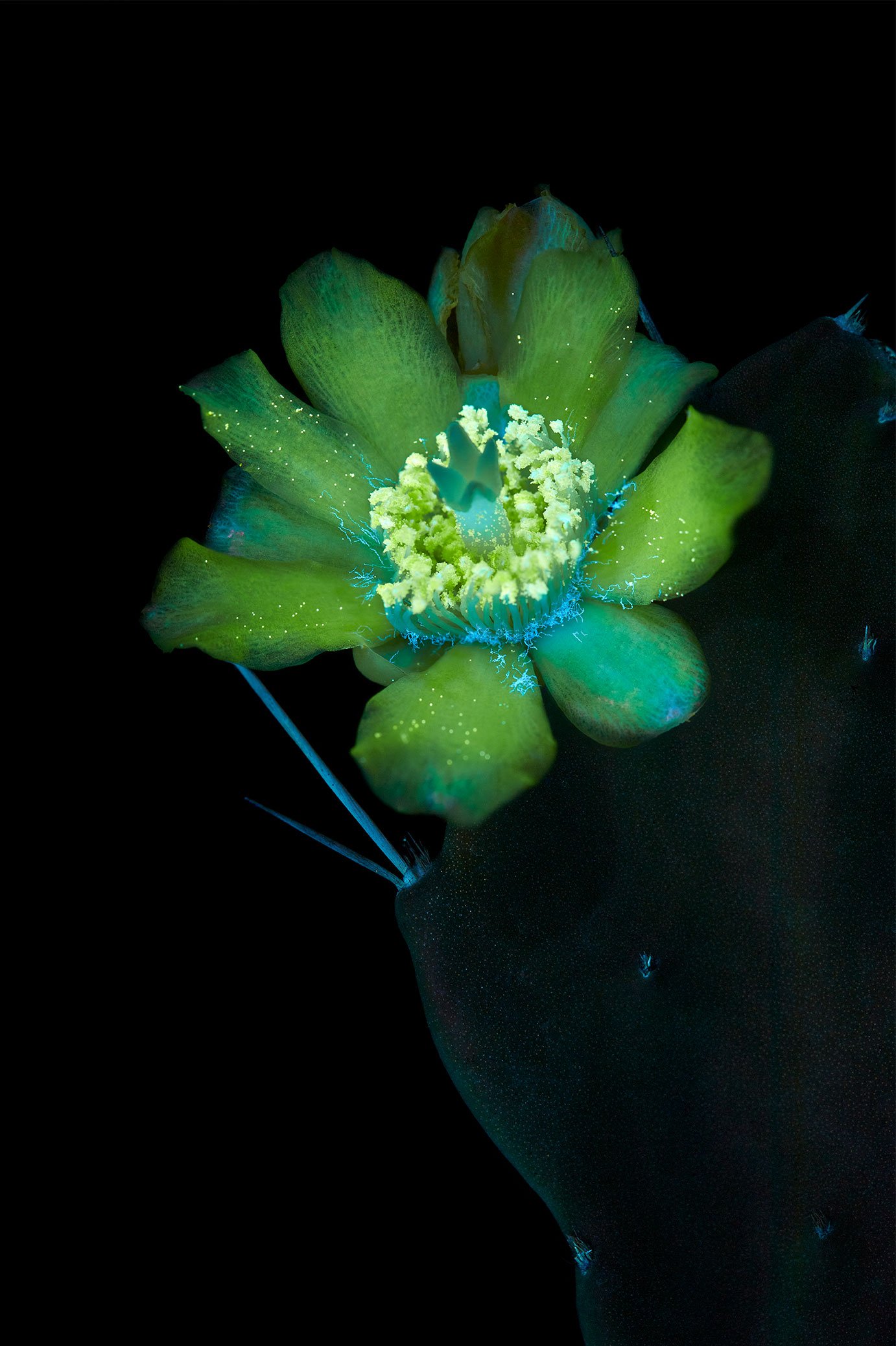 Prickly pear cactus flower (Opuntia)