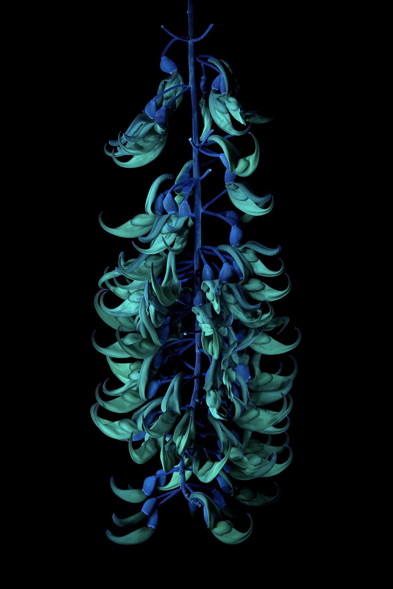 Jade vine (Strongylodon)