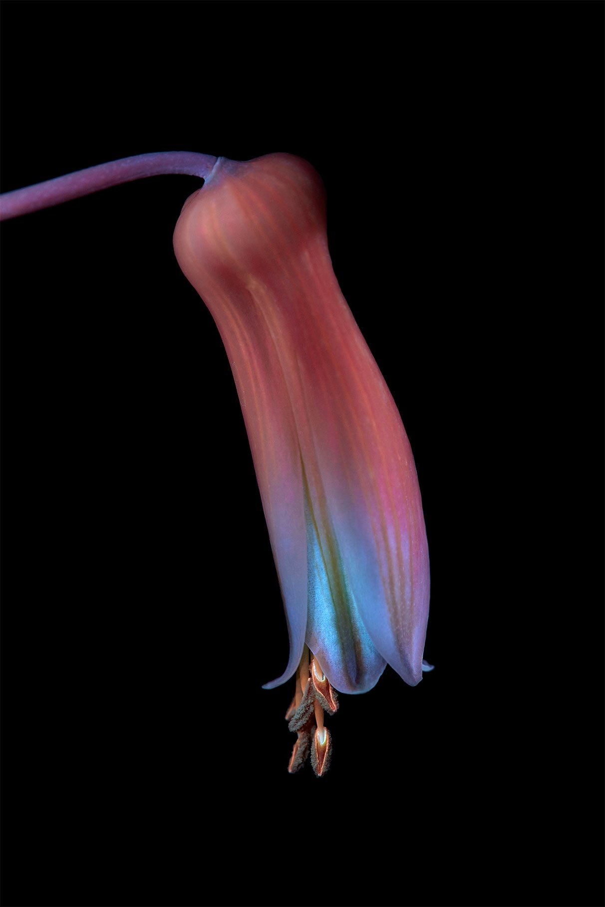 Pink blush Aloe flower (Aloe Asphodelaceae)