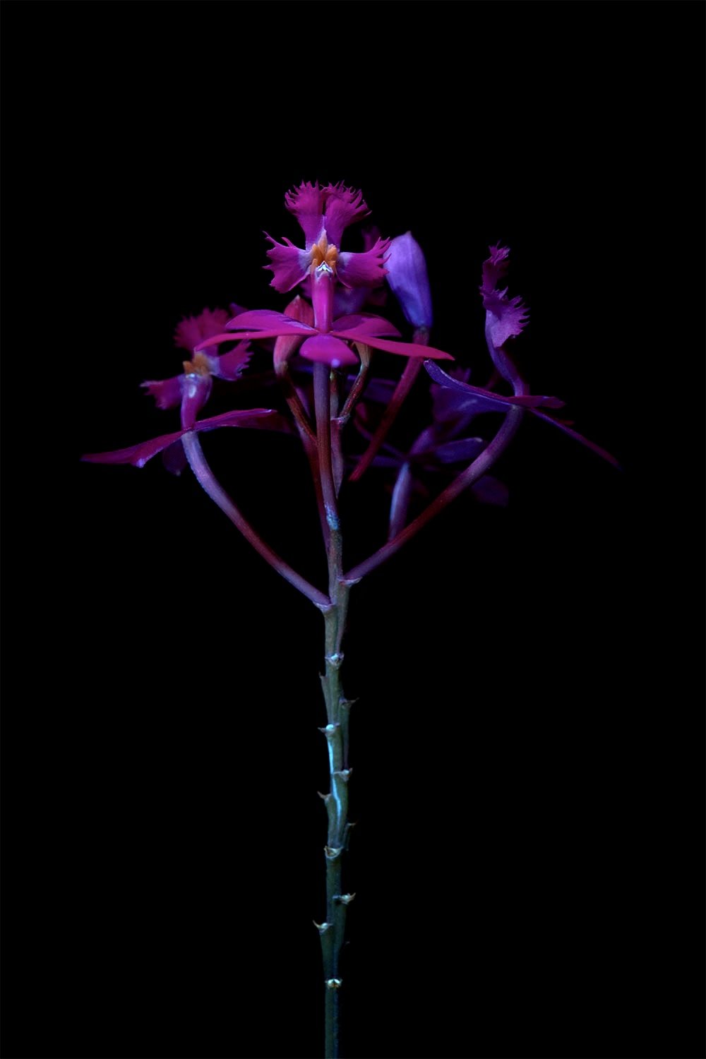 Purple crucifix orchid