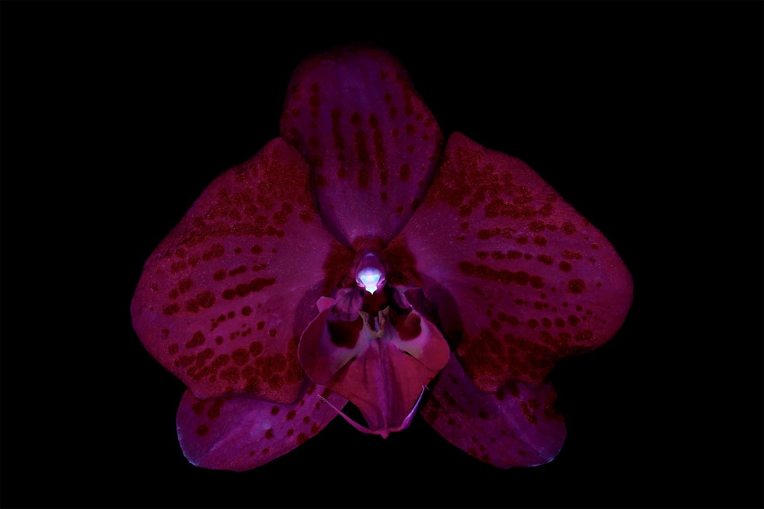 Moth orchid