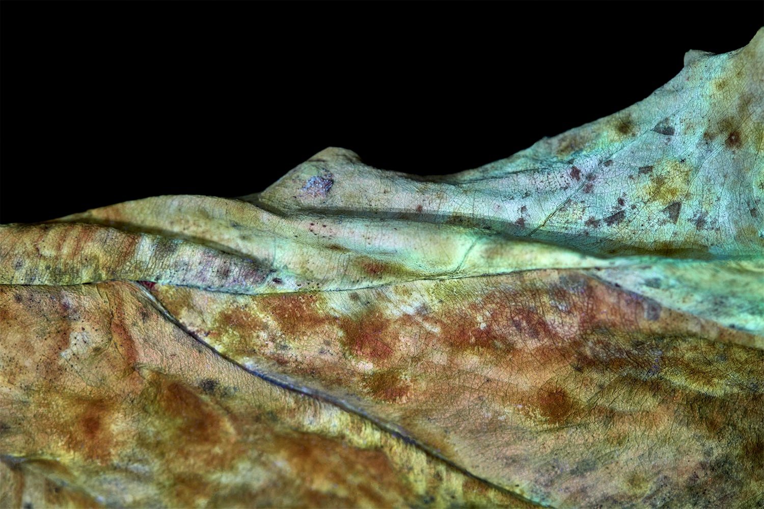 Leaf-texture3.jpg