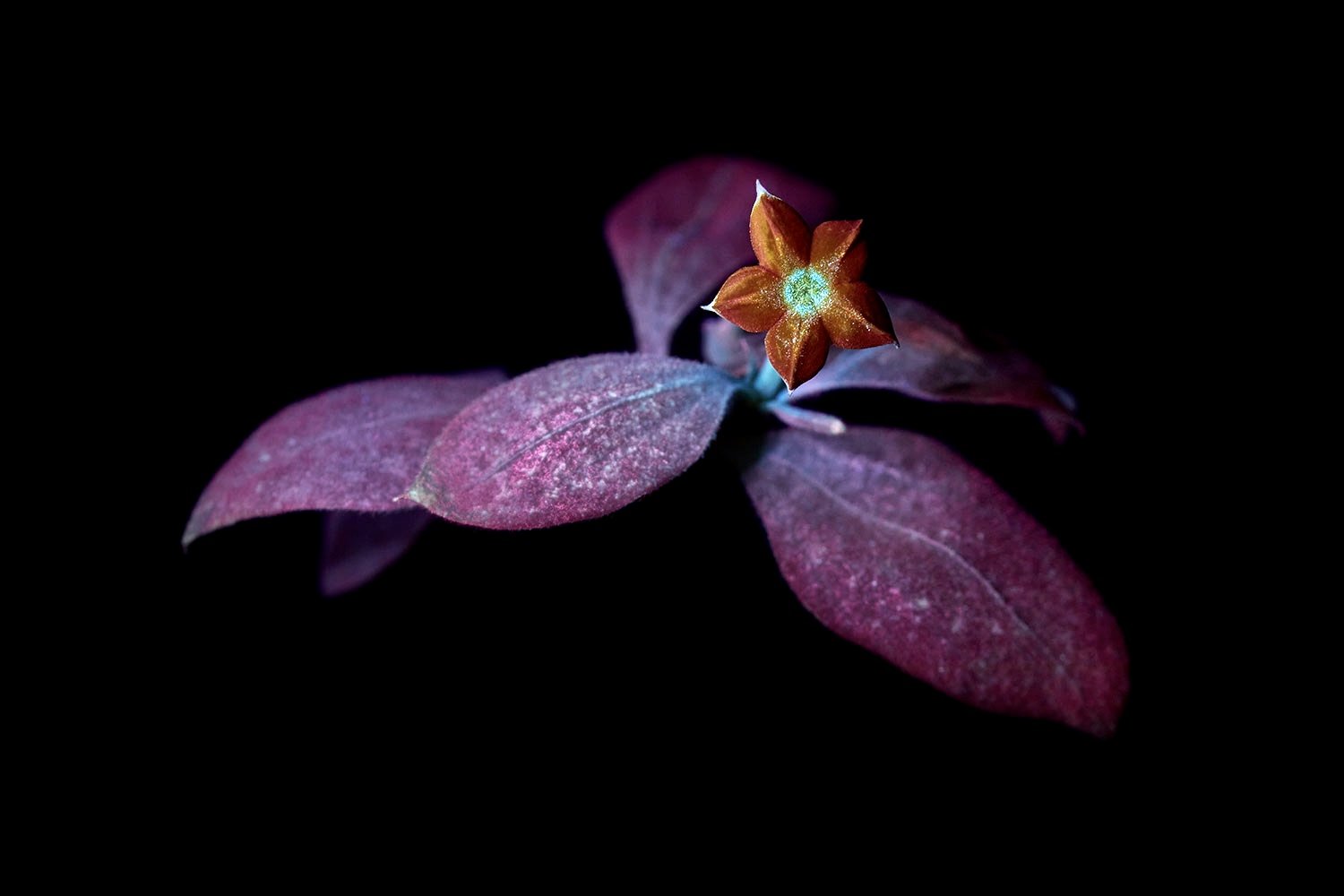 Jasmine tobacco (nicotiana alata)