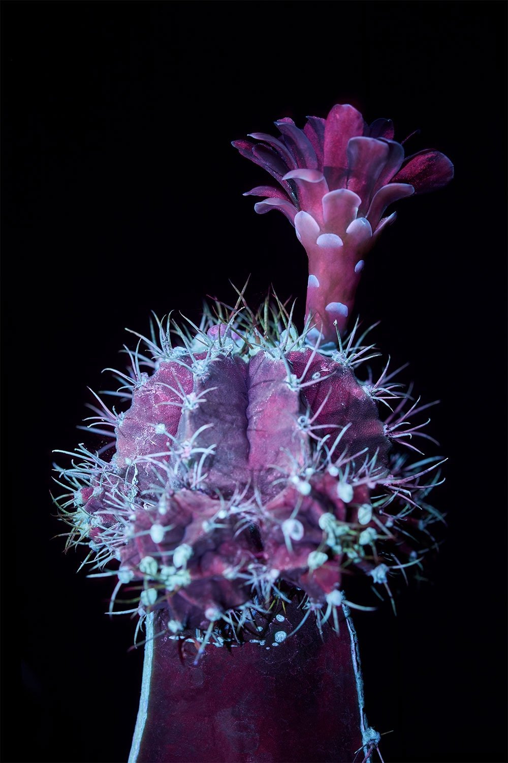 Ribbed cactus flower