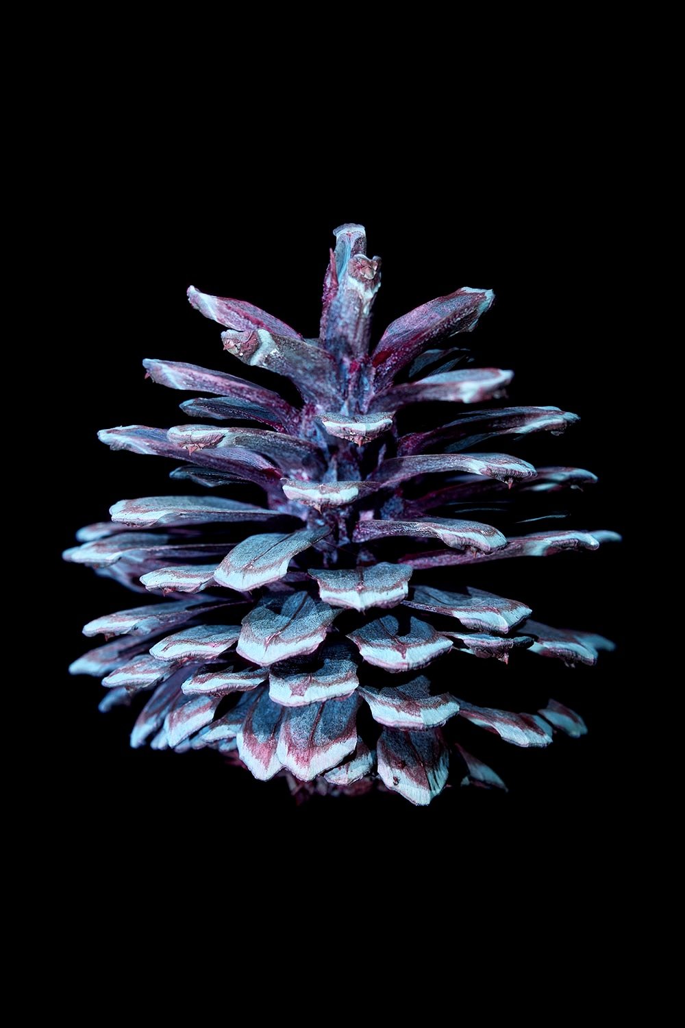 Pine-cone8.jpg