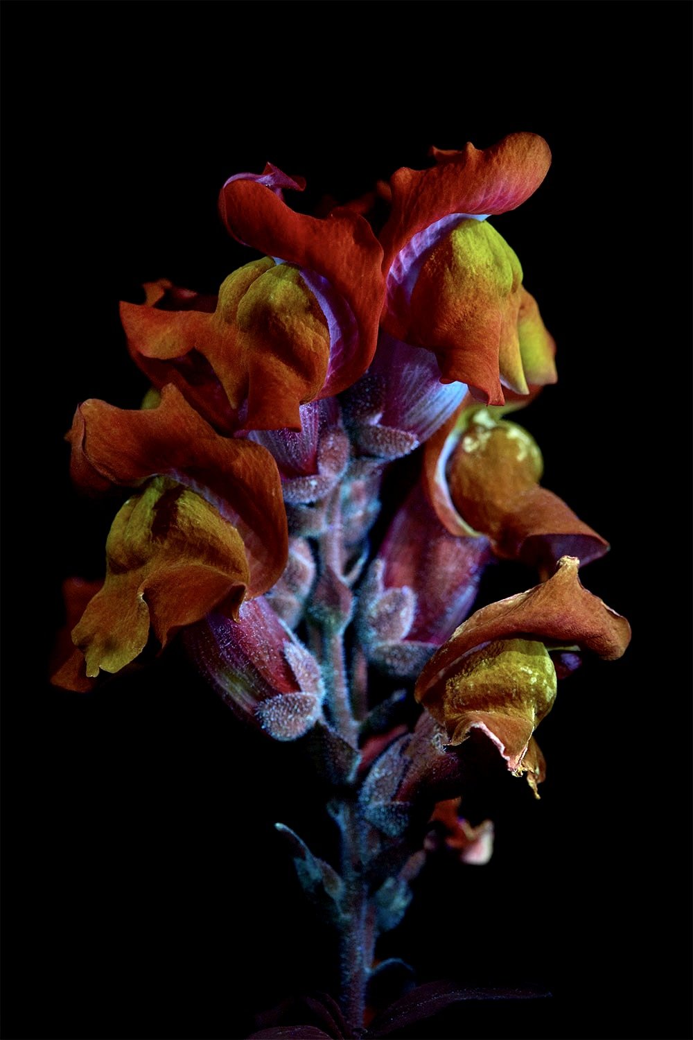 Orange snapdragon