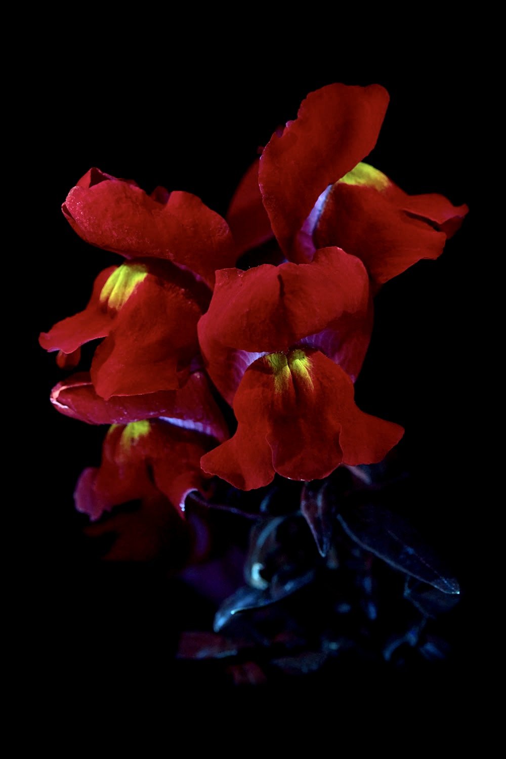 Red snapdragon