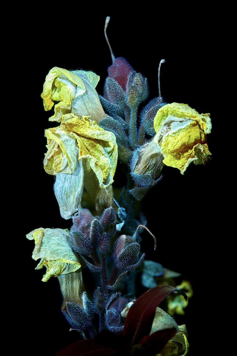 Dry-yellow-snapdragon.jpg