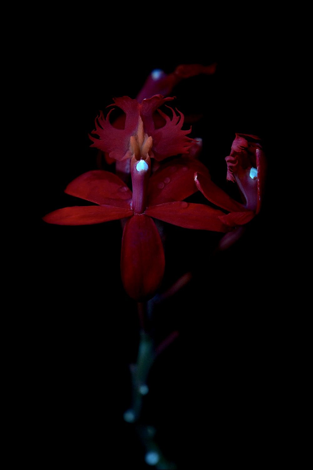 Red crucifix orchid