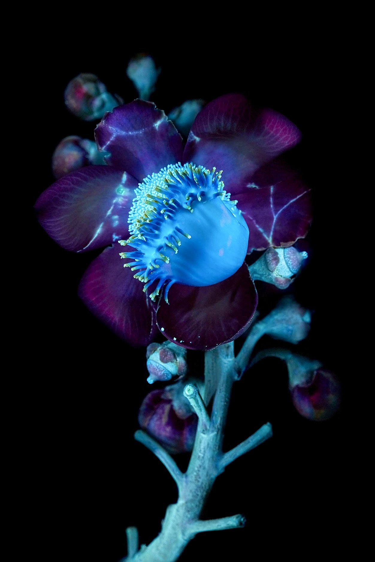 Cannonball tree flower