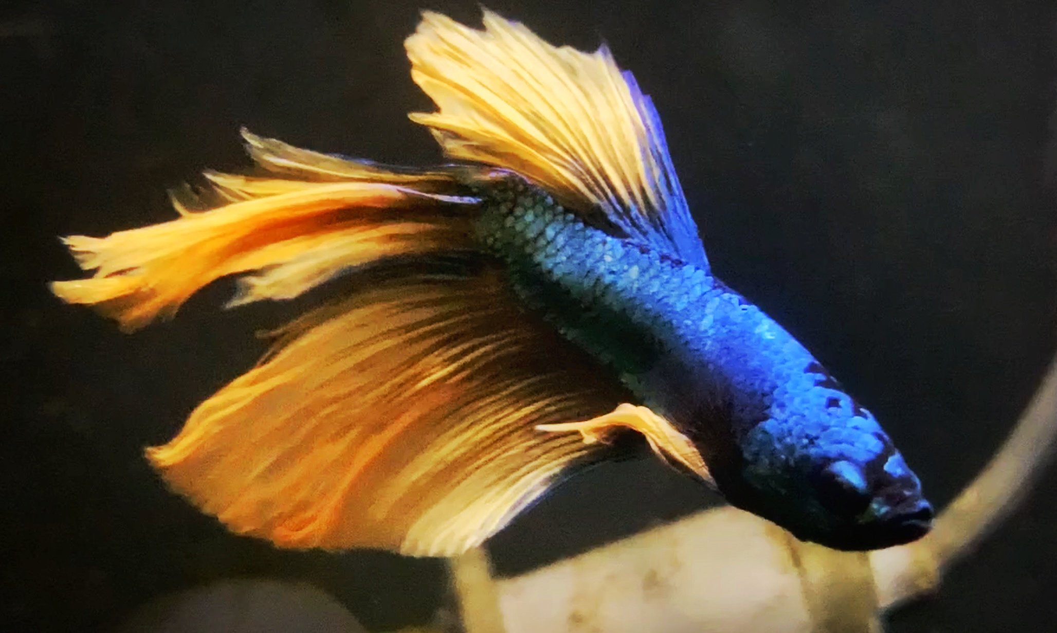 betta fish.jpeg
