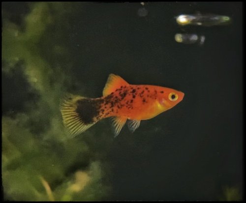 Platies Preferred Water Temperature: Ultimate Guide for Healthy Fish