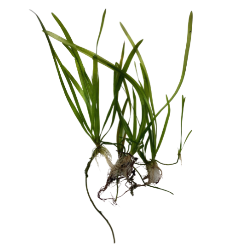 Jungle Vallisneria
