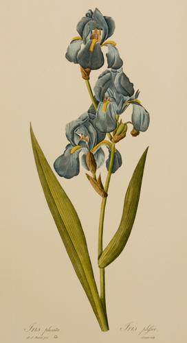 Redoute Iris