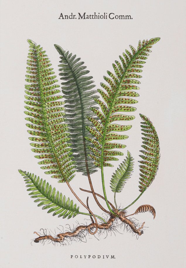 Fern