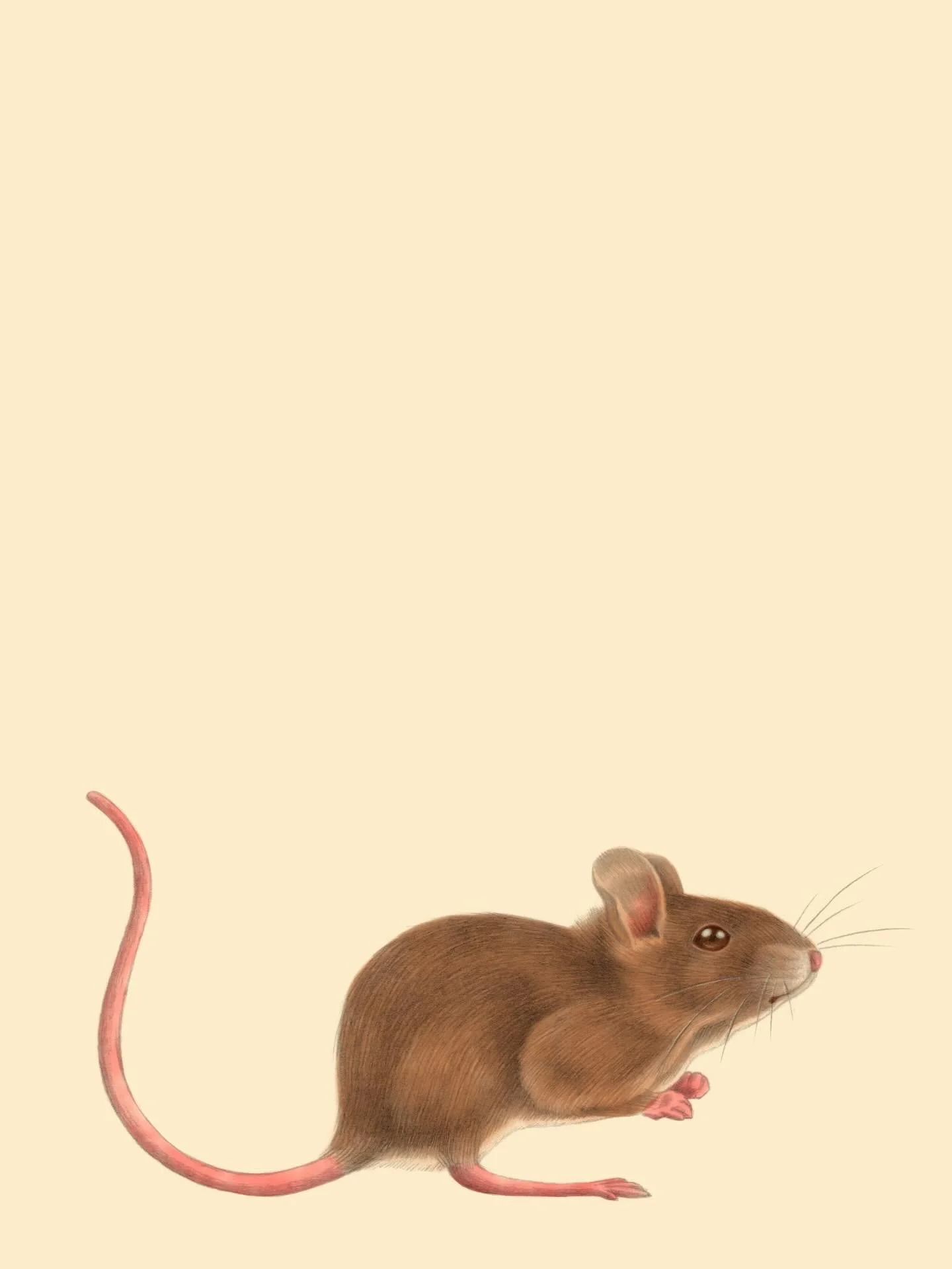 🐁