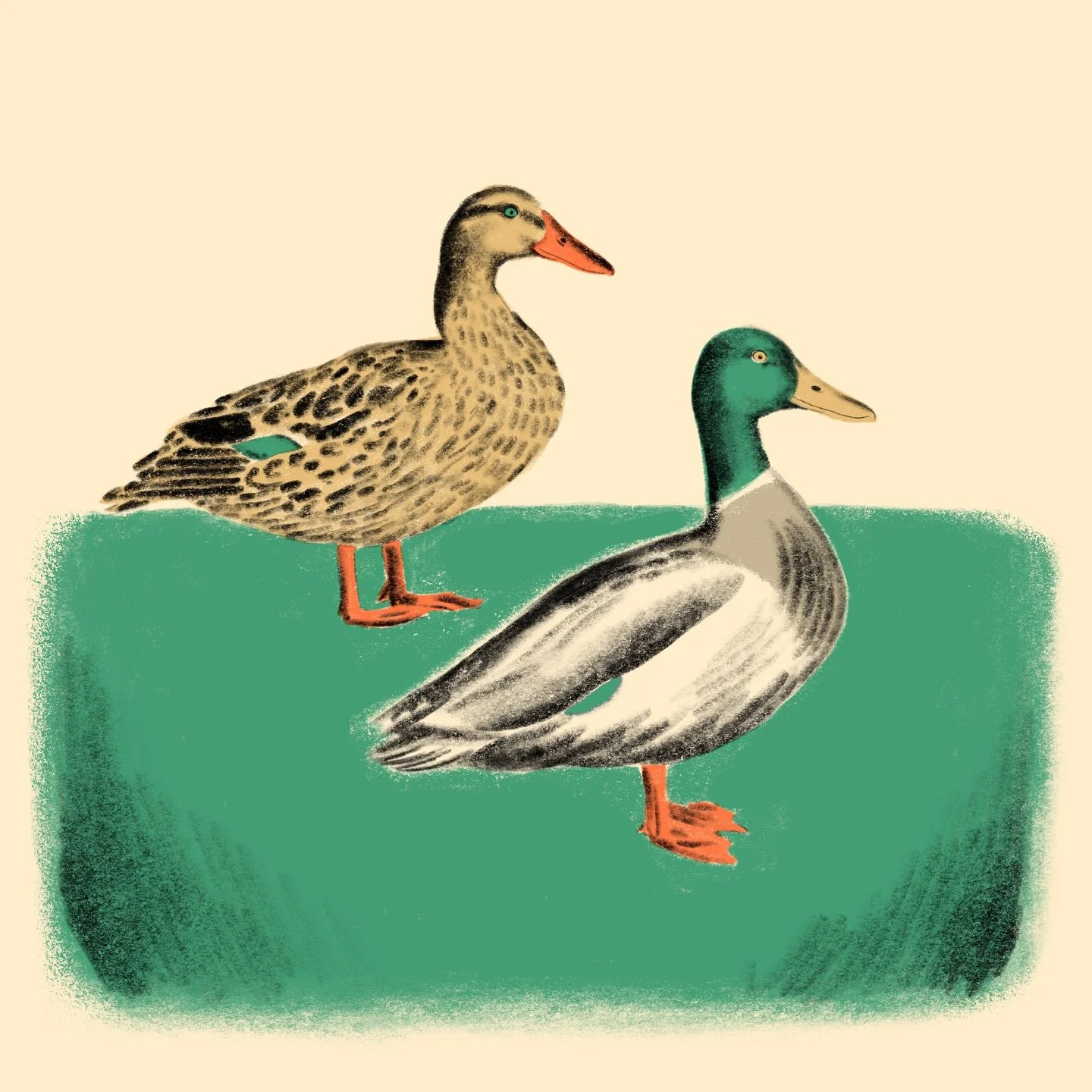 🦆🦆