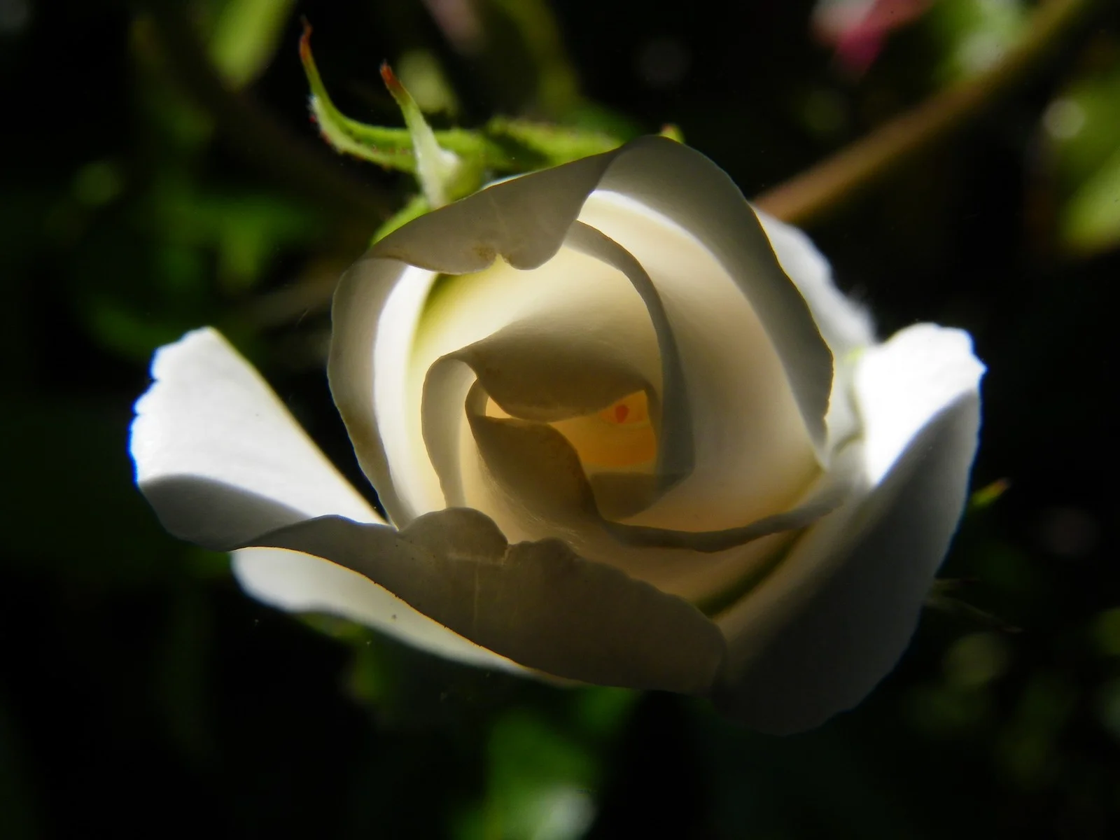  the inner life of flowers 08 