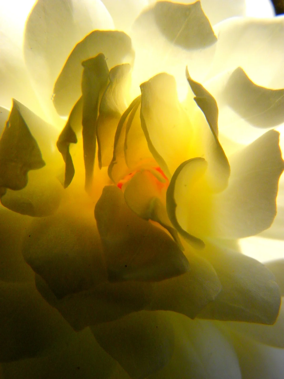  the inner life of flowers 07 