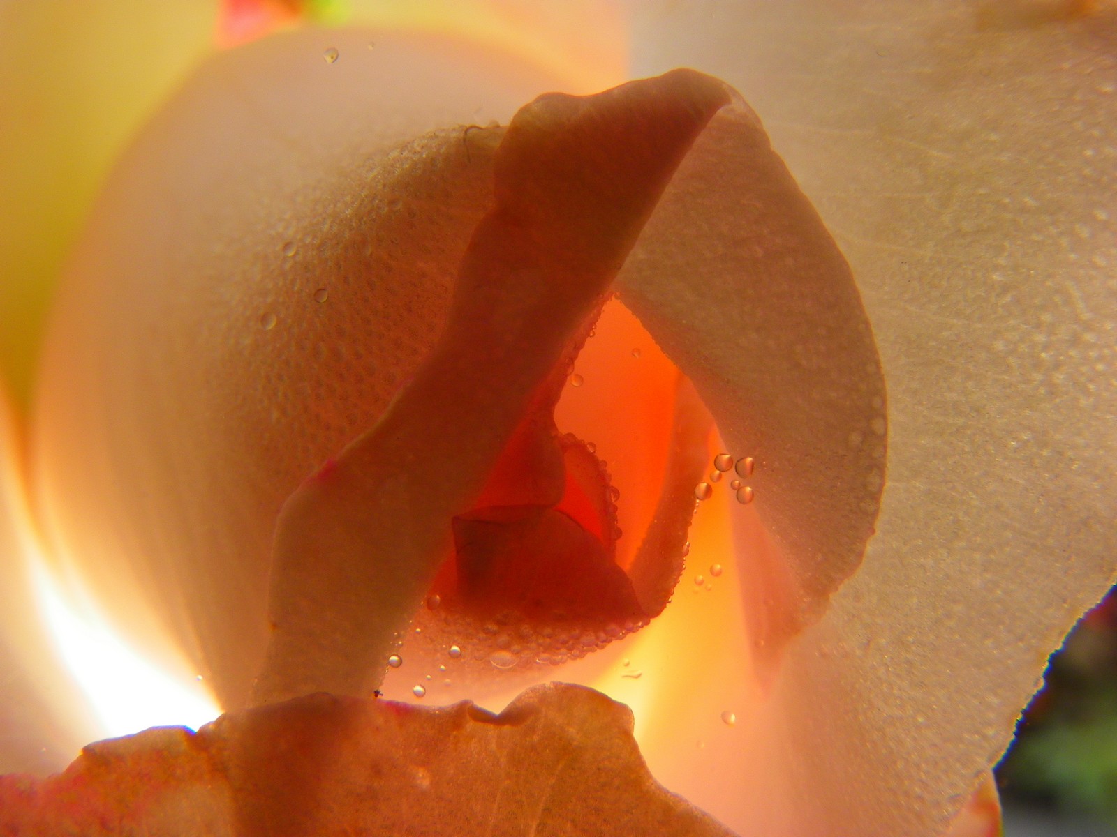  the inner life of flowers 05 