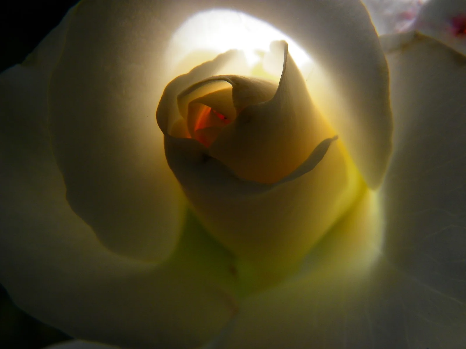  the inner life of flowers 10 