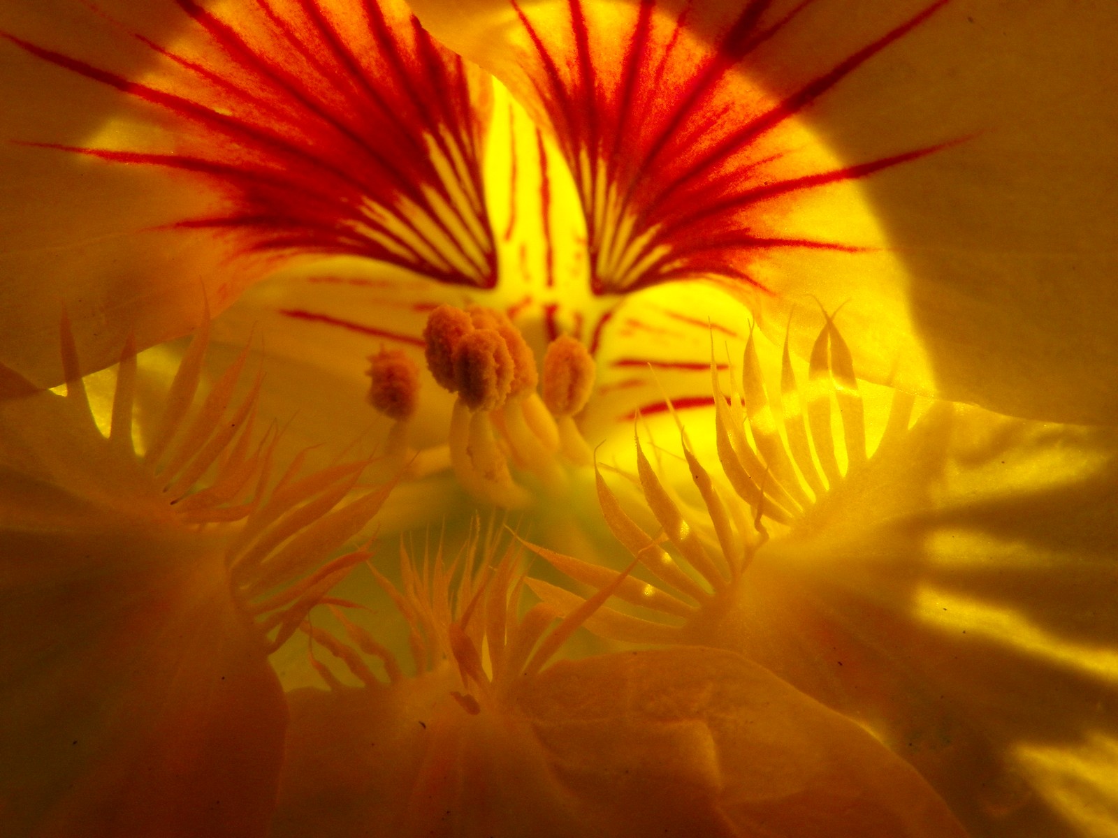  the inner life of flowers 06 